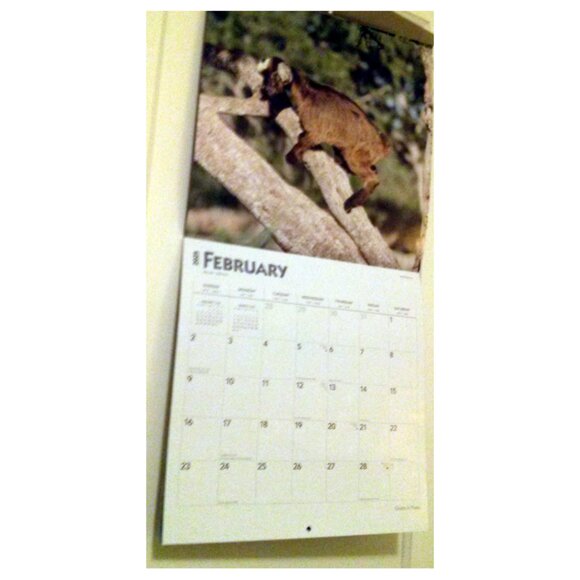 2025 Calendar, Goats in Trees, Monthly, 12" x 24" - Opened, Great Condition - Picture 3 of 15